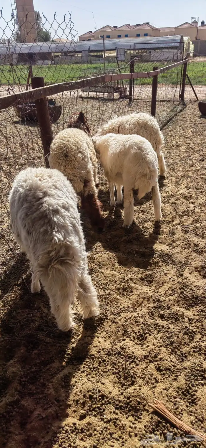 خرفان نعيم وحري 3