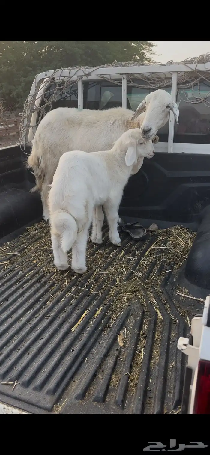 نعجه حريه معه طلي 0