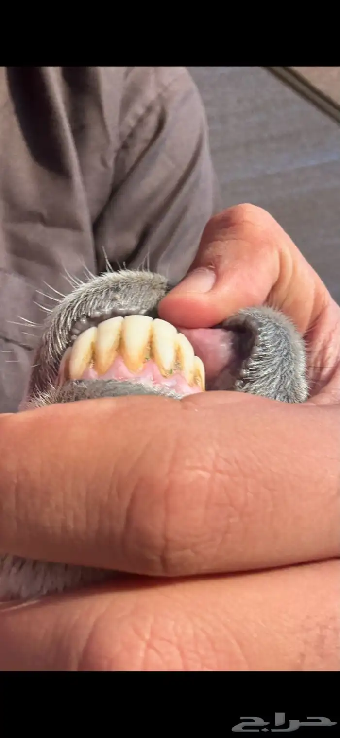 نعجه حريه معه طلي 4