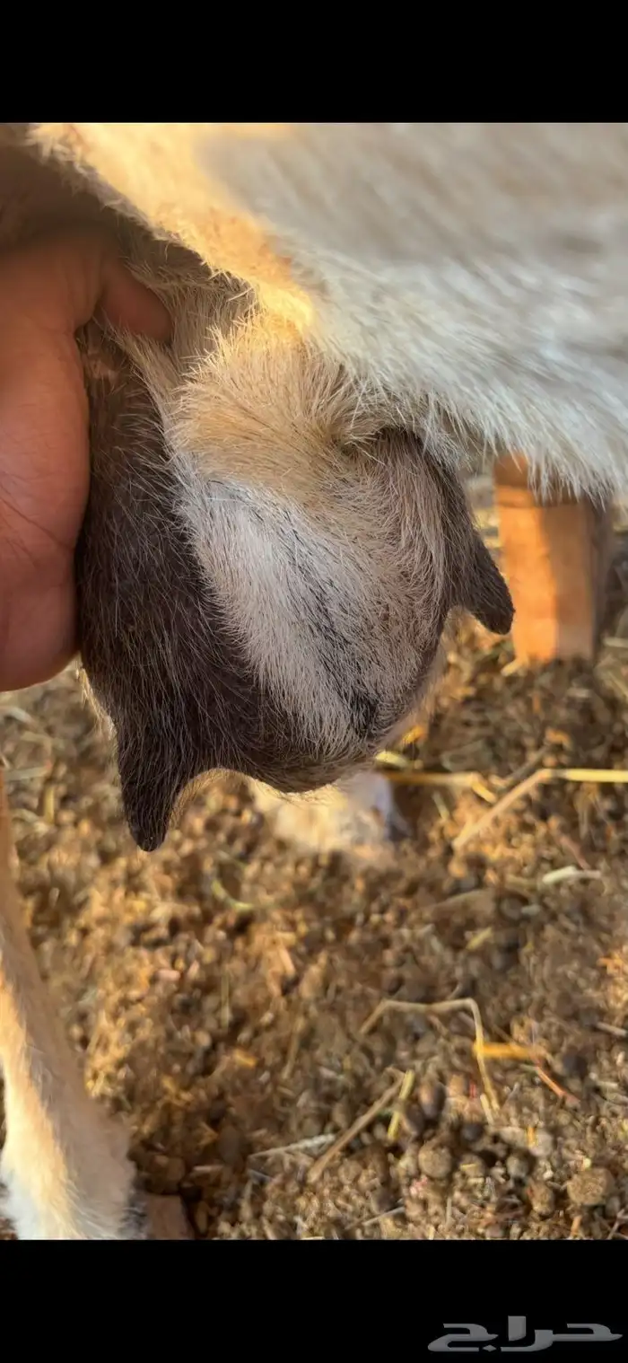 نعجه حريه معه طلي 3