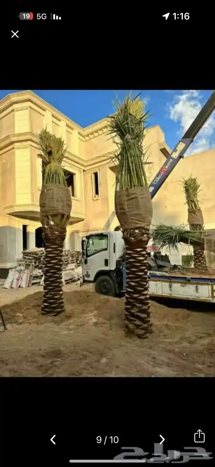 مقاول شبوك ونخيل 1