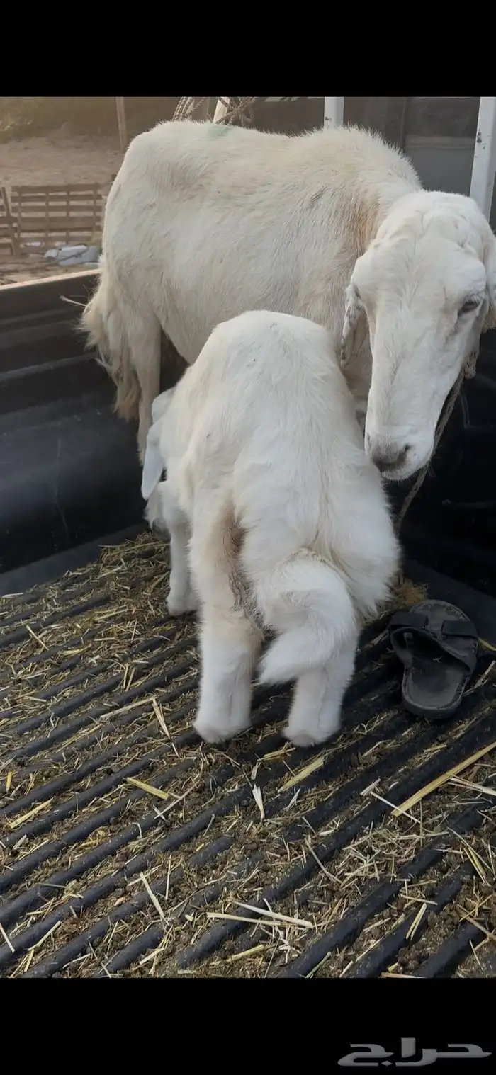 نعجه حريه معه طلي 1