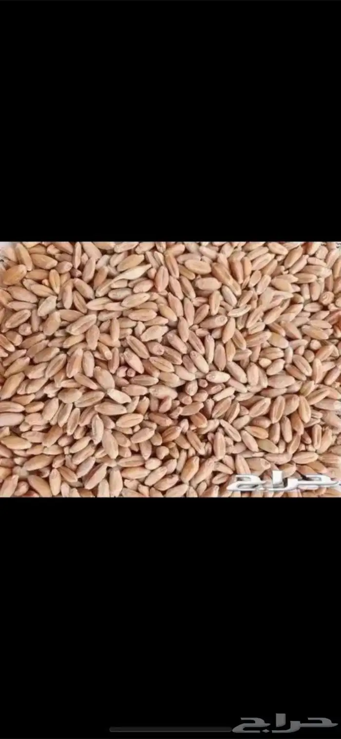 للبيع معيه بر بدون كيماوي 0