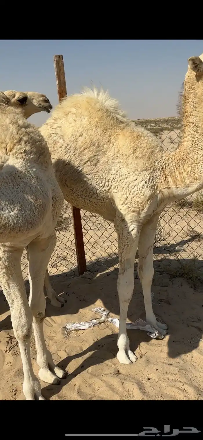 حشو 3 فل الفل شحم 0