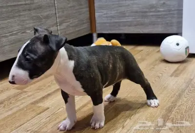 جراء بول تيرير من روسيا index