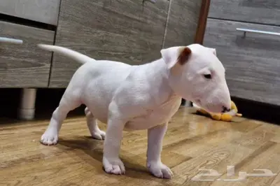 جراء بول تيرير من روسيا index