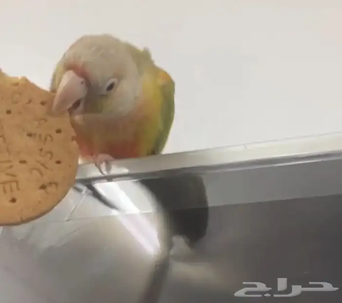 بغبغاء متعوب عليه ماشاءالله 0
