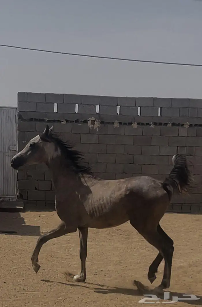 حصان عربي للبيع الحد 2000 1