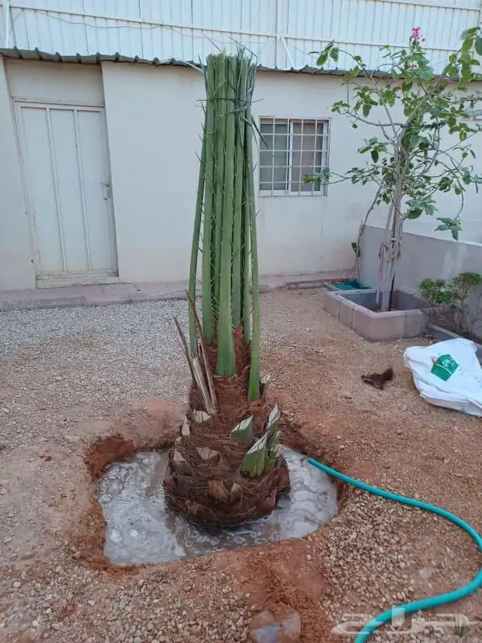 نخل للبيع 3