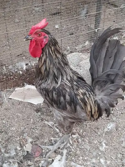 بسم الله مشاءالله هذا الديك هو دجاج اسباني رصاصي 0