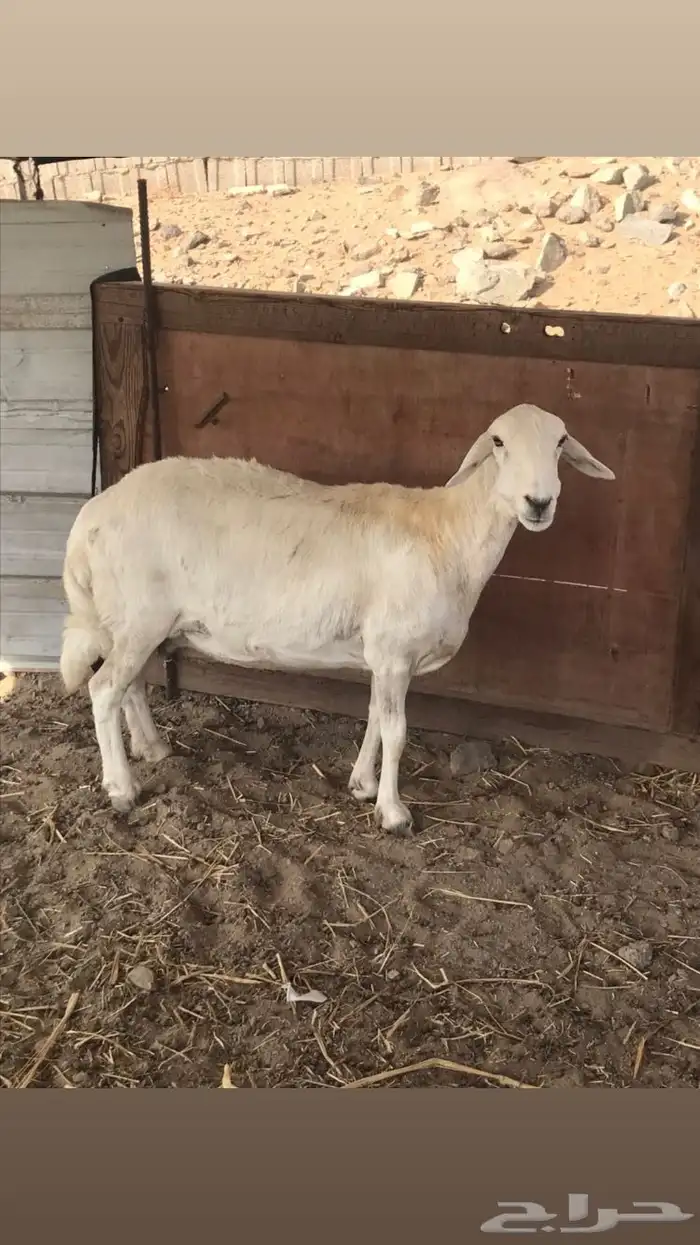 نعجه حريه مقفله شحم معزوله عن الفحل 0