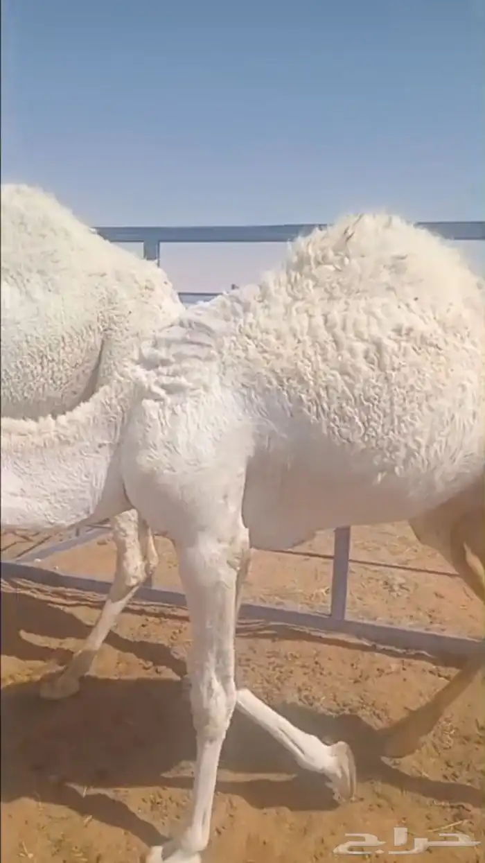 قعود حق. وبكرة مفرودة سمان 2