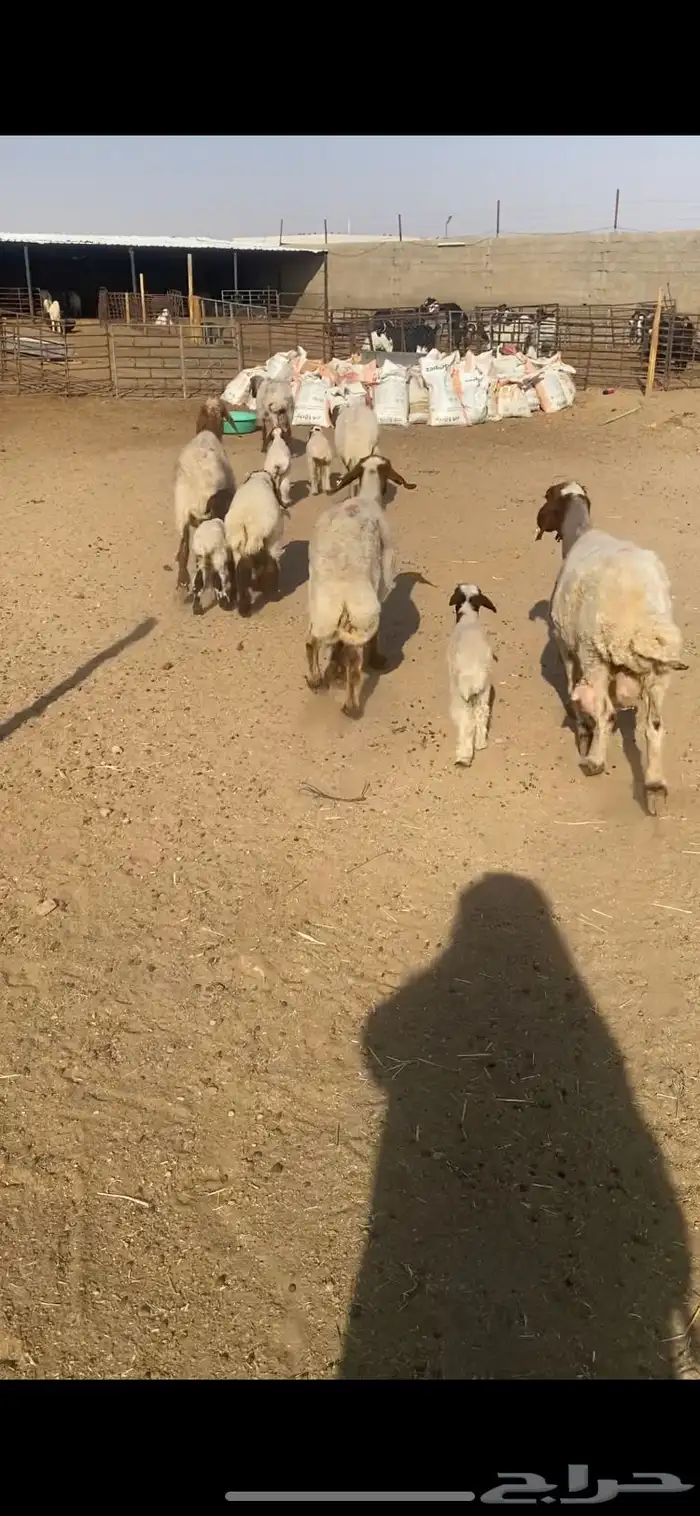 غنم رغث شرط سن وديد وروم 5 1