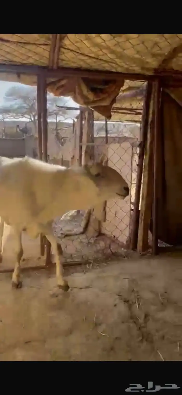 عندي خروف كفو كفو شرط من إلا أمراض السن توه طالع رباع 3