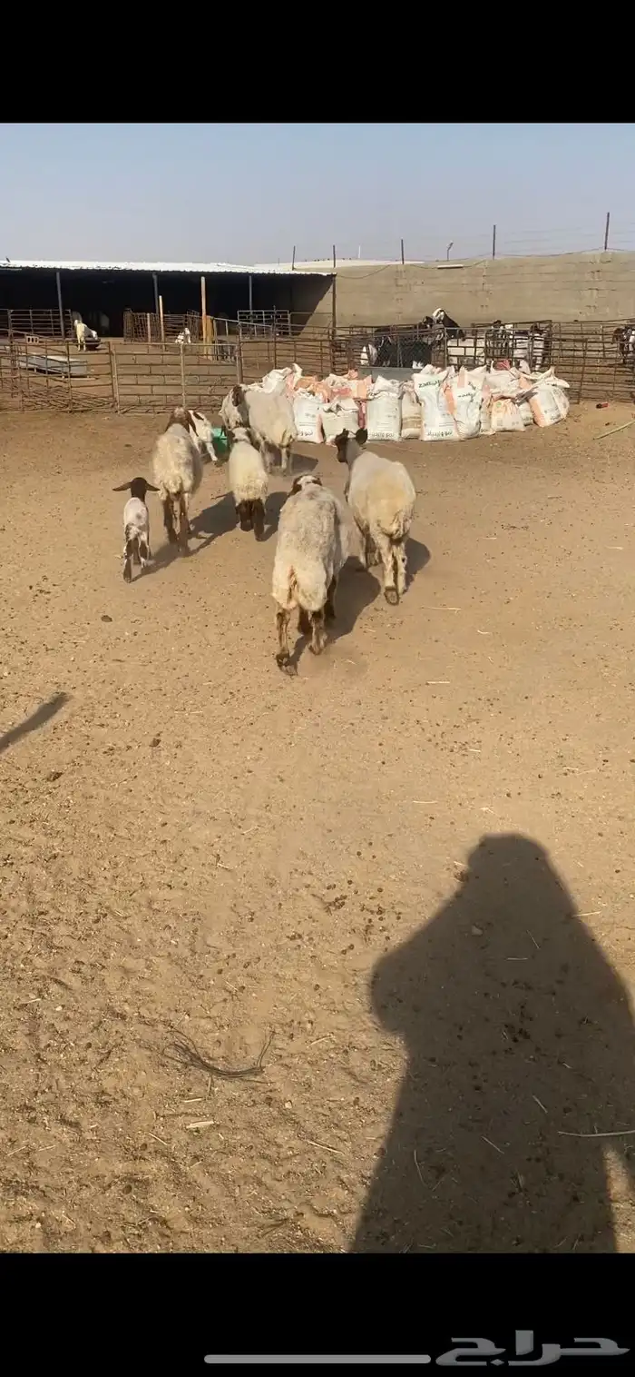 غنم رغث شرط سن وديد وروم 5 2
