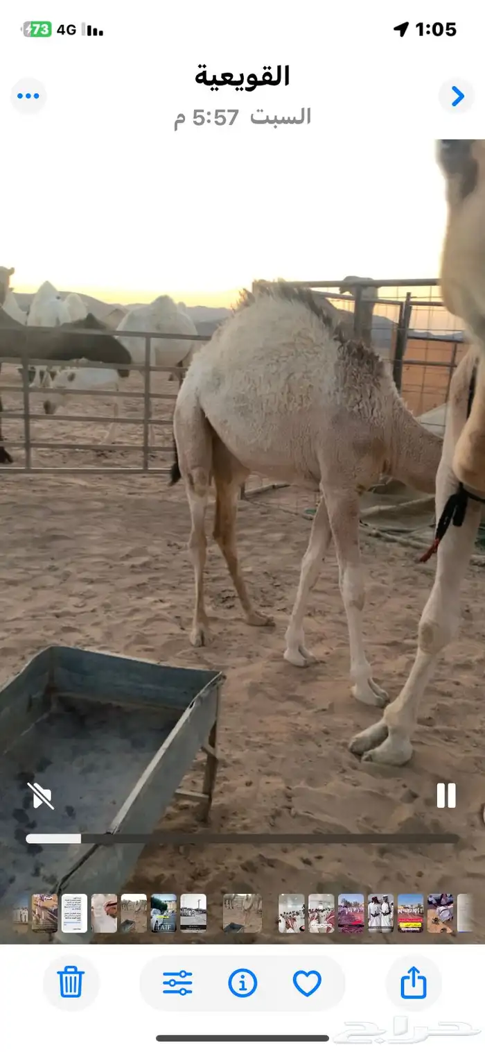 ناقه للبيع 2