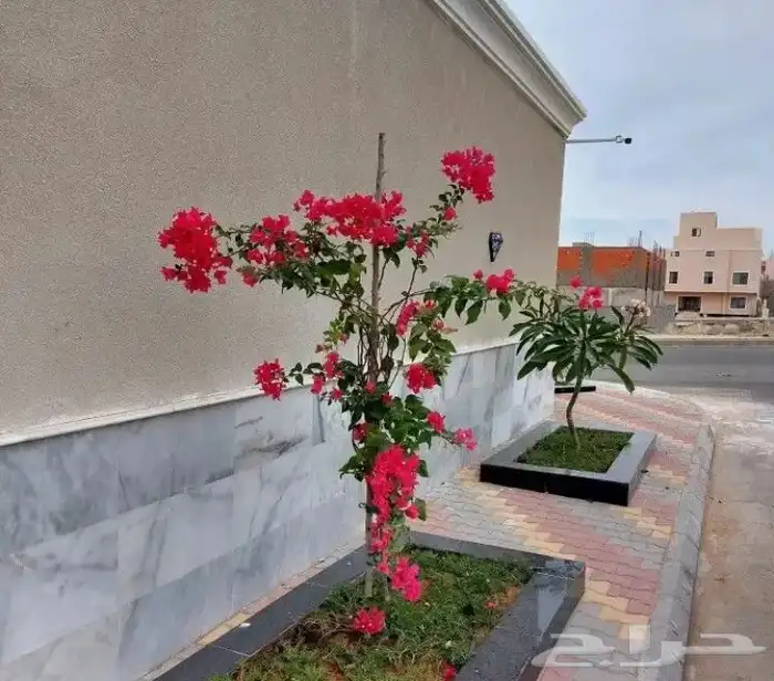 تنسيق الحدائق المنزلية وتركيب العشب الصناعي 4