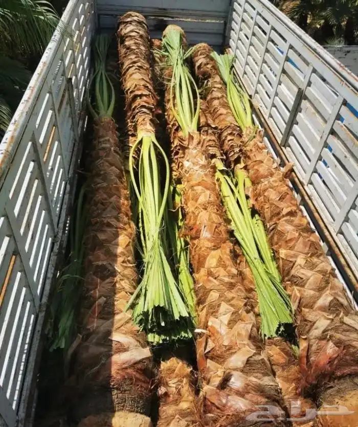 تنسيق الحدائق المنزلية وتركيب العشب الصناعي 10