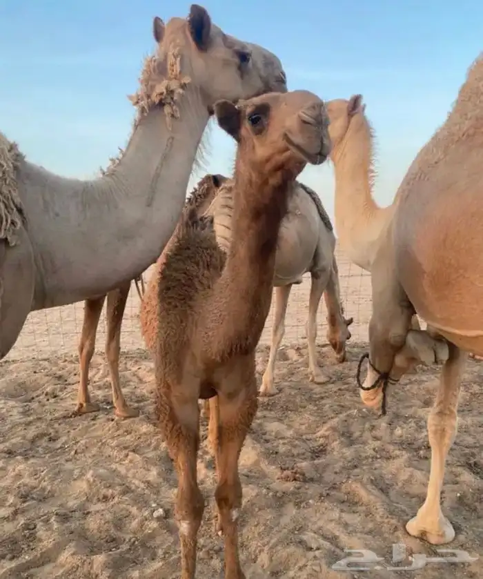 البعير المنتج سنه سديس 3