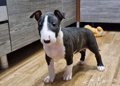 جراء بول تيرير من روسيا index