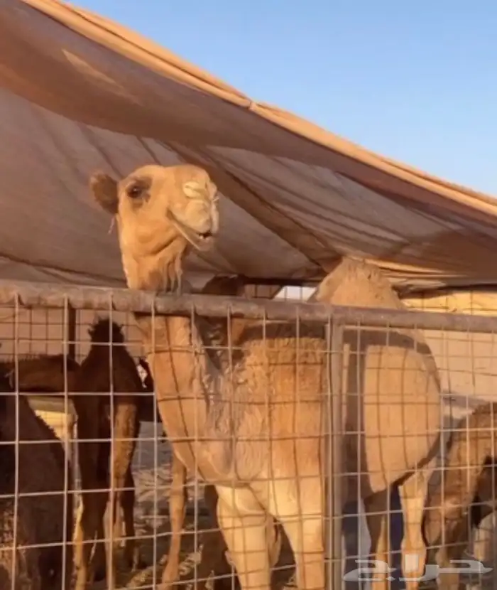 البعير المنتج سنه سديس 2