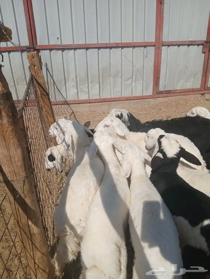 بهم ربط طيب 4