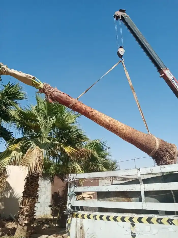 نخل نقايل جثايث خلاص برحي سكري شيشي هلالي صقعي منيفي سكري 5
