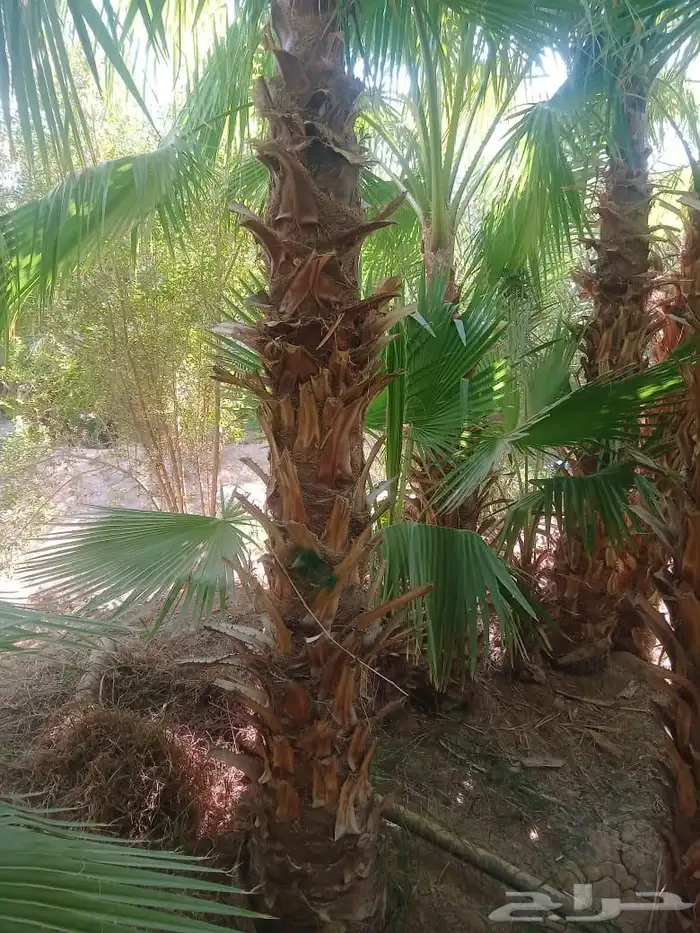 نخل نخيل واشنطني ابومروحة درجه اولى 4