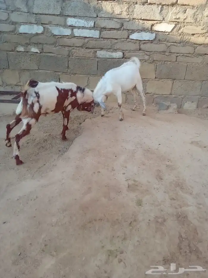 السلام عليكم ورحمة الله وبركاته أعرض لكم جفران طيبه العمر 5 2