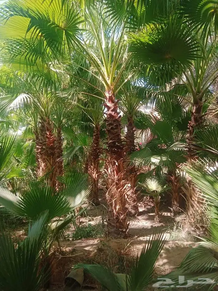 نخل نخيل واشنطني ابومروحة درجه اولى 2