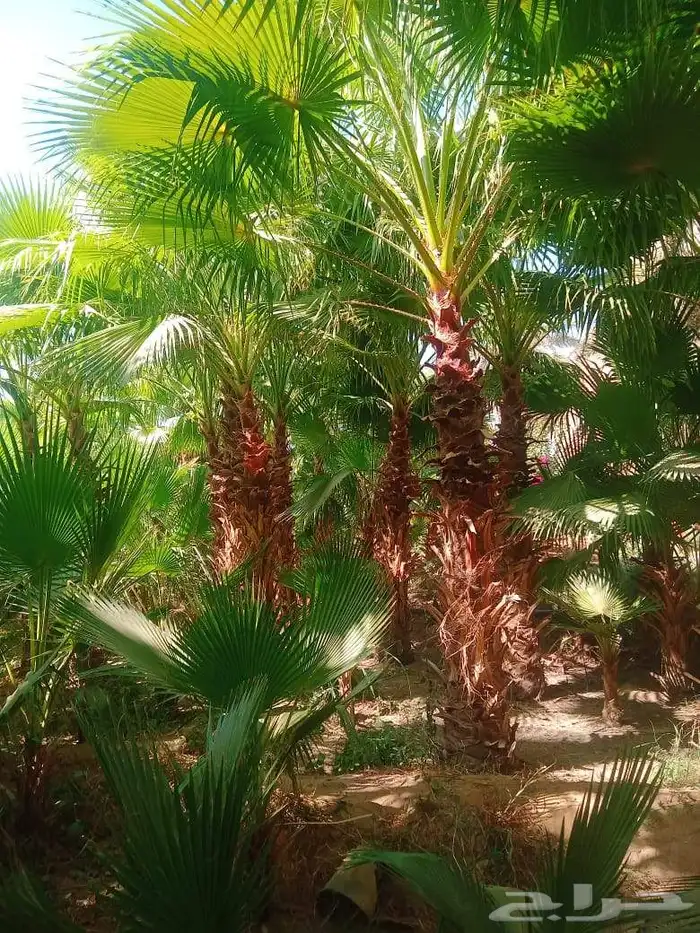 نخل نخيل واشنطني ابومروحة درجه اولى 5