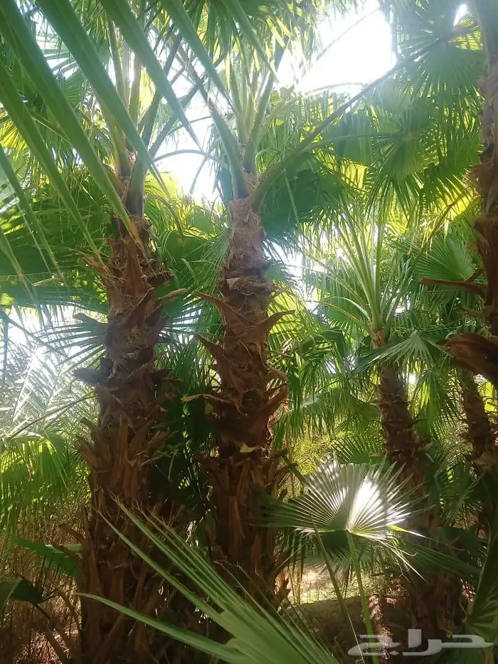 نخل نخيل واشنطني ابومروحة درجه اولى 3