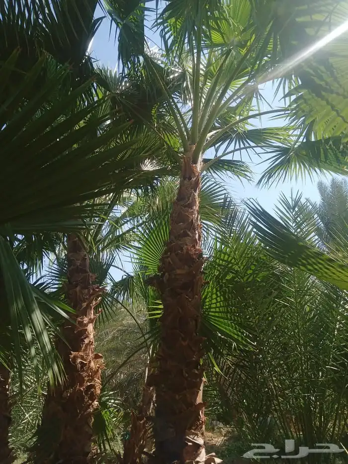 نخل نخيل واشنطني ابومروحة درجه اولى 1