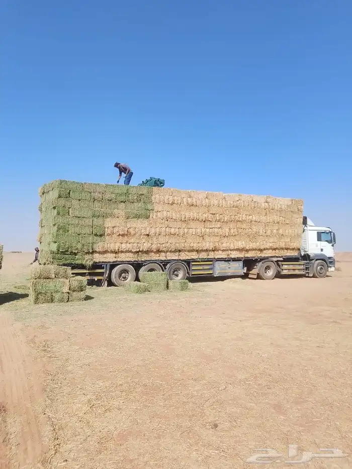 تبن بر حولي وجديد والدفع عند الوصول 0