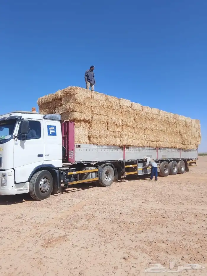 تبن بر حولي وجديد والدفع عند الوصول 7