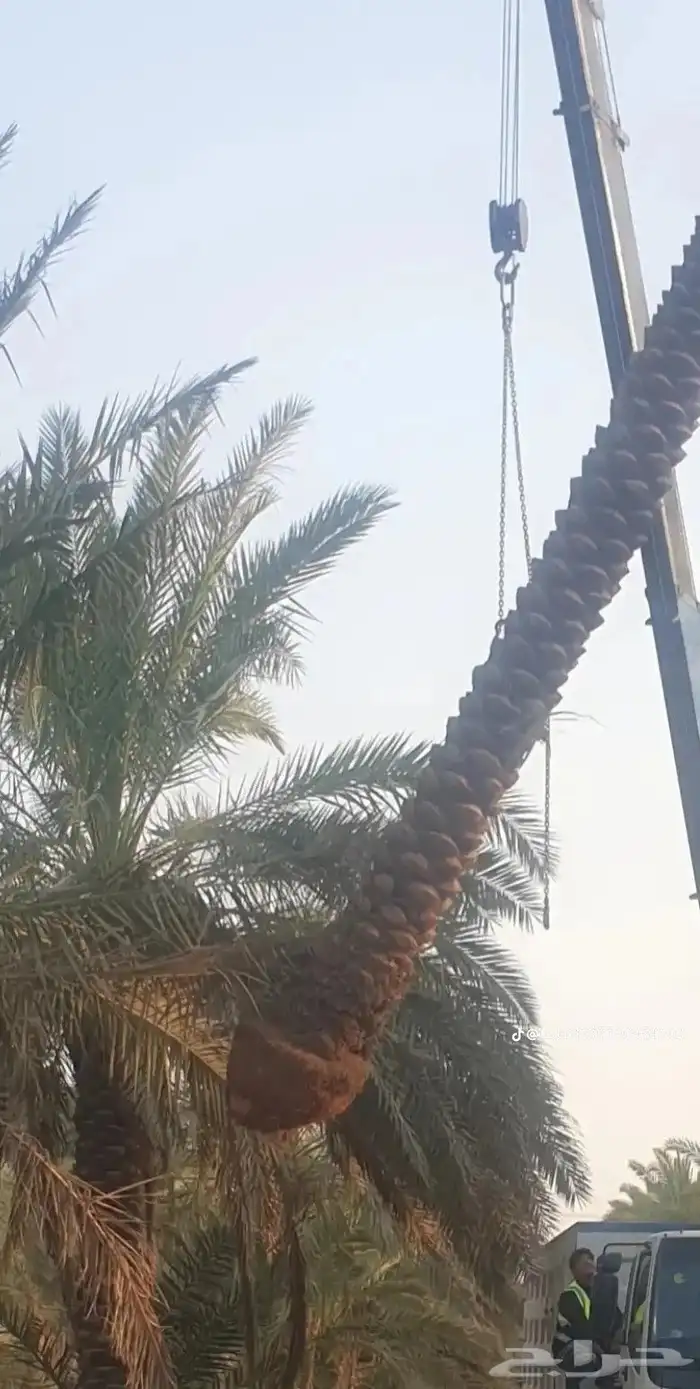 نخيل للبيع 3