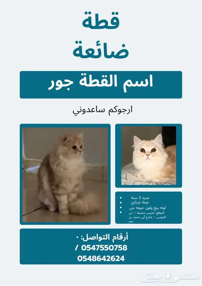 قطة مفقودة 0