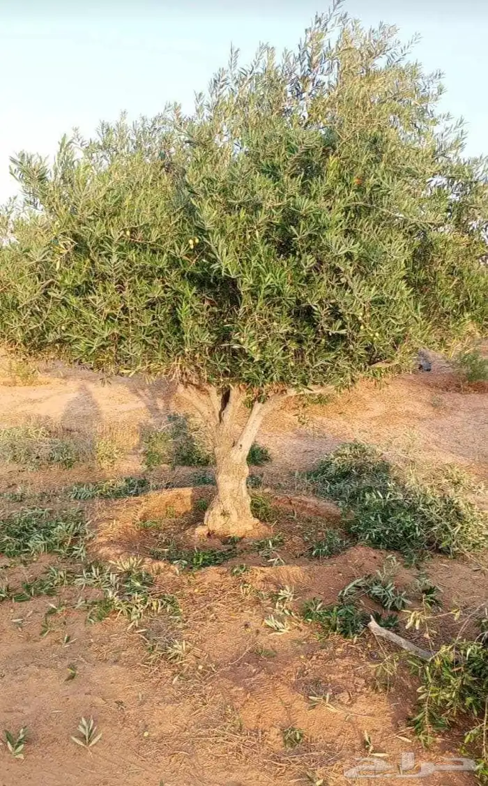 شجر الزيتون احجام مختلفه واشجار السدر والترمناليا 7