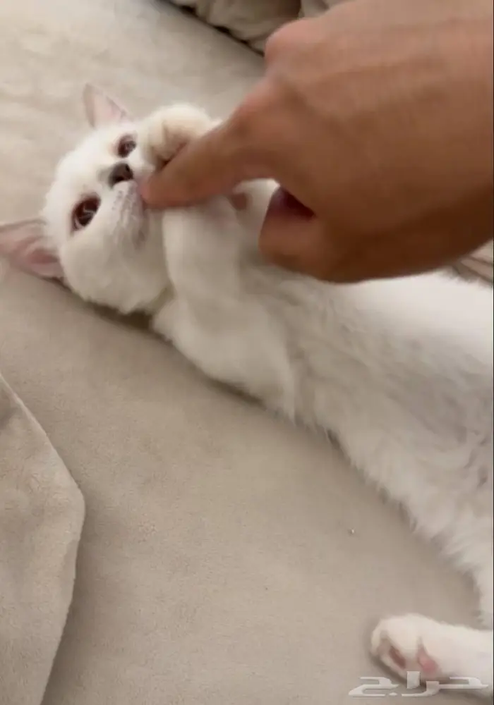 منشكن ( القط القزم ) 0