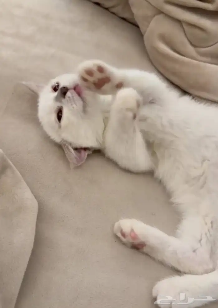 منشكن القط القزم 3