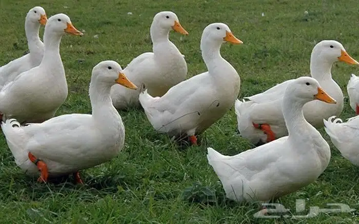 بيض بط بكيني ج 2