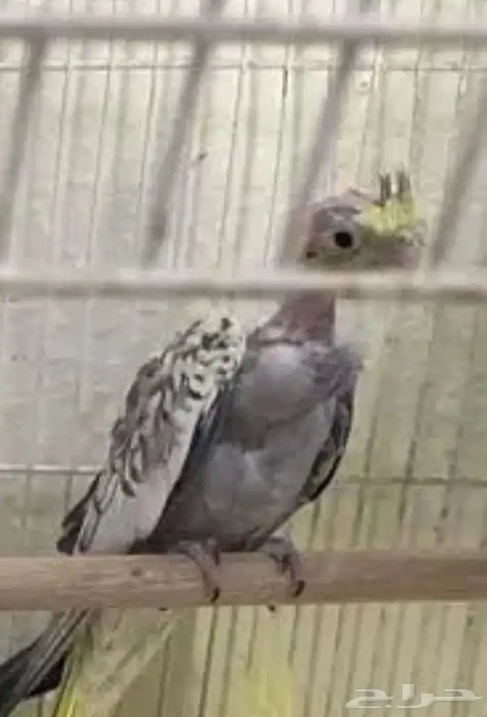 فروخ كروان 0