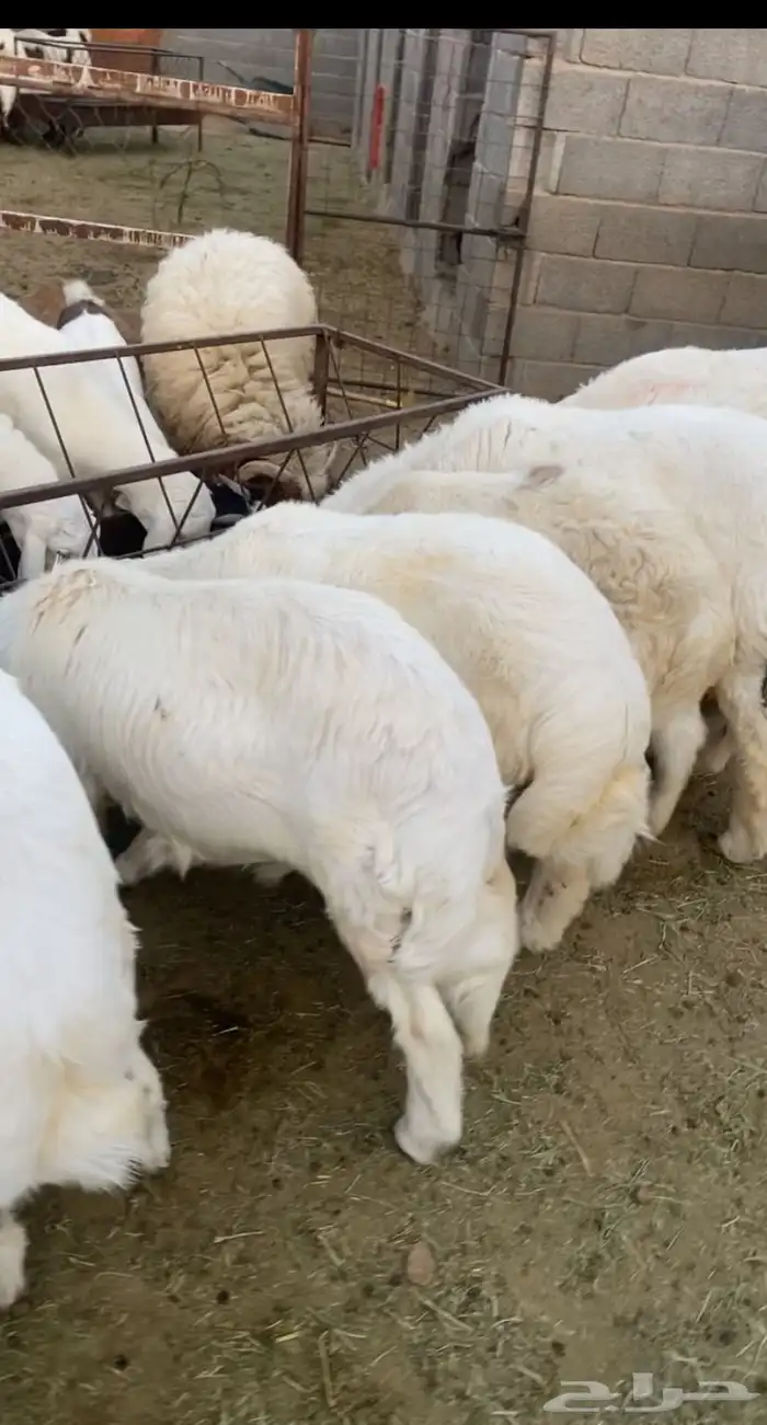 خرفان طليان جبر 1