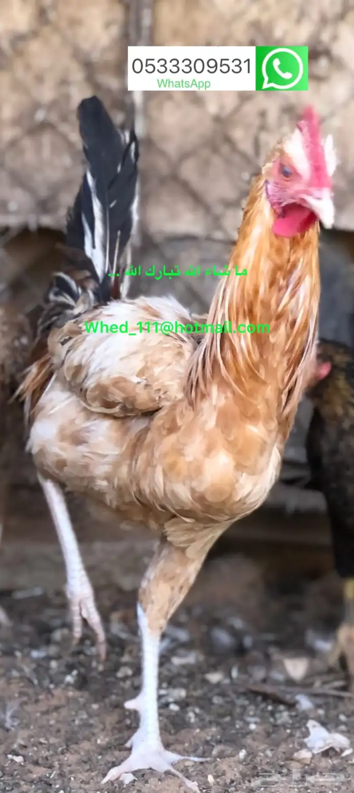 23 ديك بلدي عنيزة 10 شهور 10