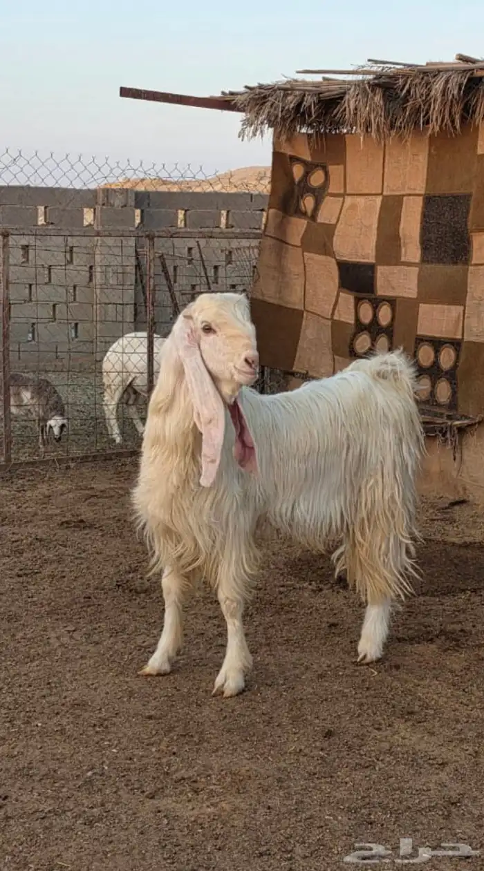 تيس طيب 1