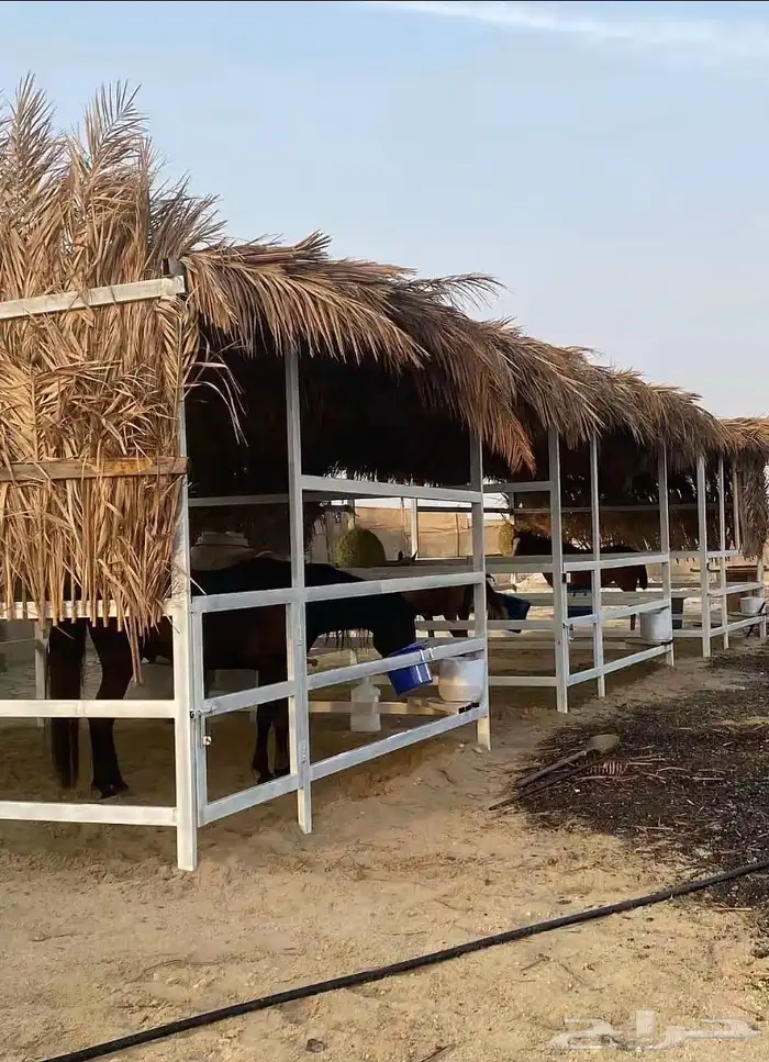 مربط العاديات 2