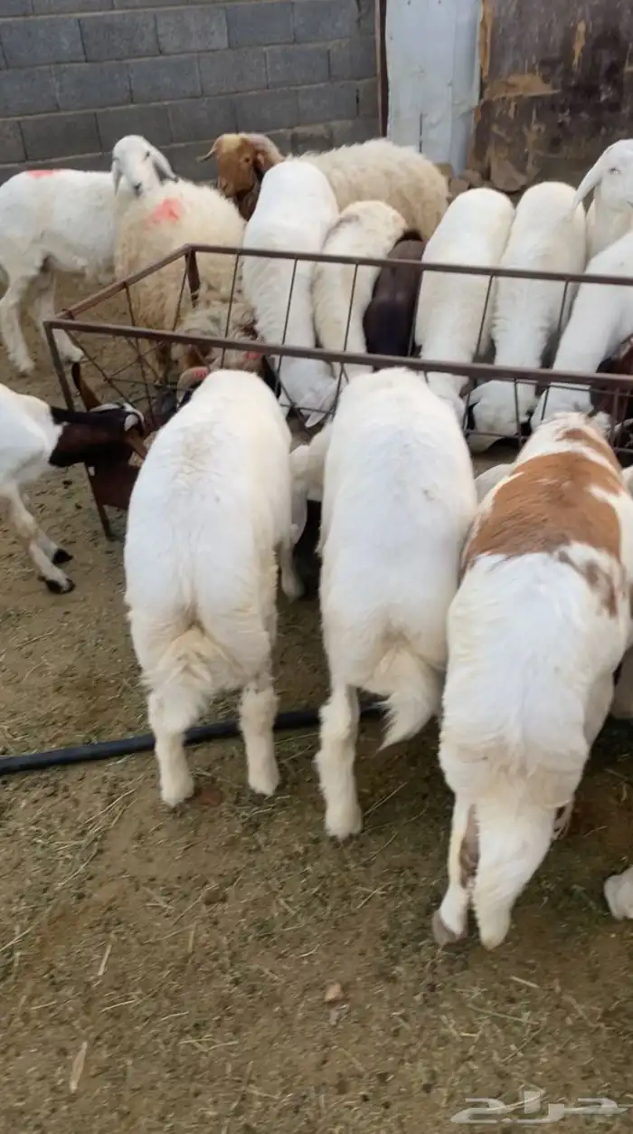 خرفان طليان جبر 2