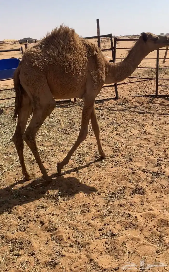 بكره قصب 2
