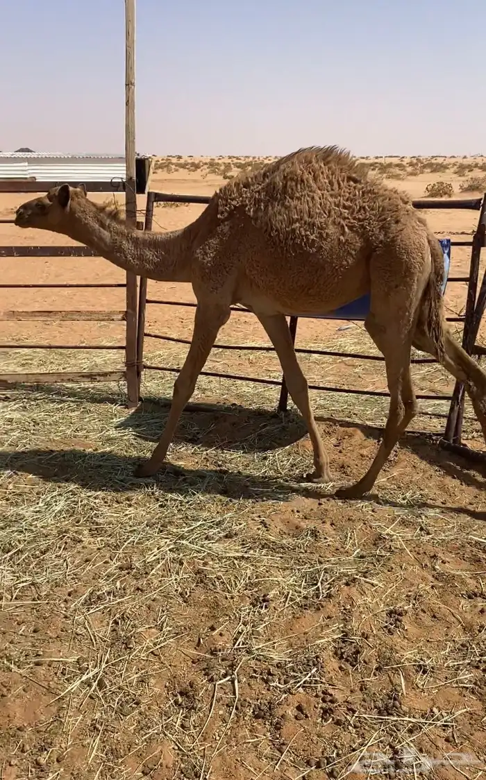 بكره قصب 0