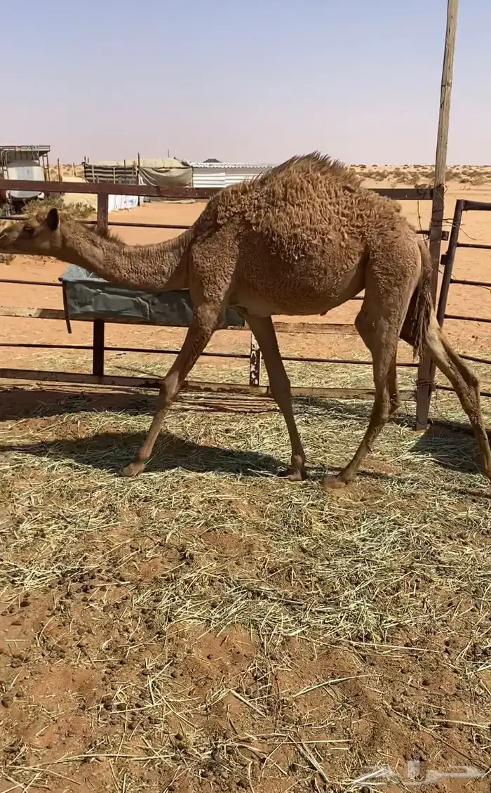 بكره قصب 1